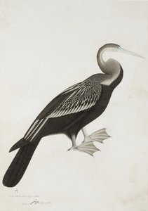 Der Indische Schlangenhalsvogel (Anhinga melanogaster), ca. 1780